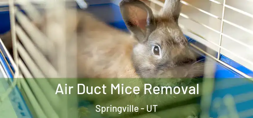  Air Duct Mice Removal Springville - UT